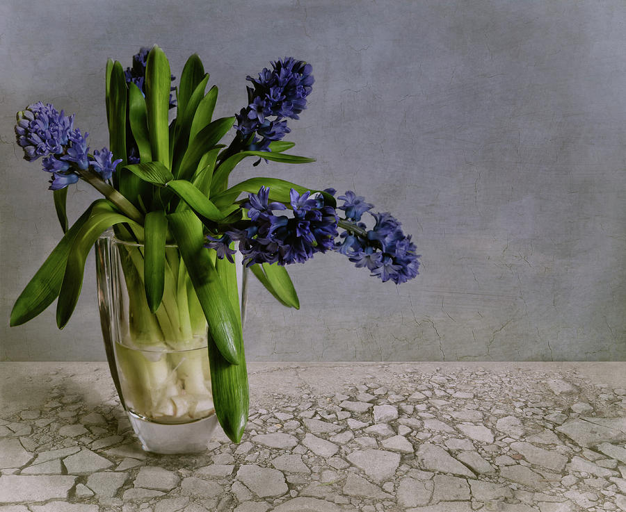 Flower Photograph - Still Life With Hyacinth by Claudia Moeckel
