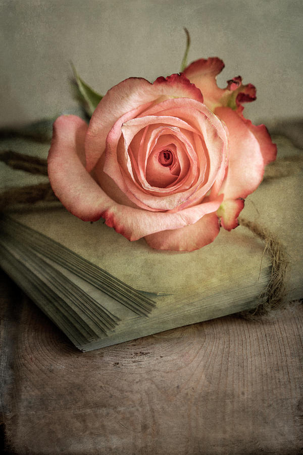 Still life with old books and fresh pink rose Photograph by Jaroslaw Blaminsky