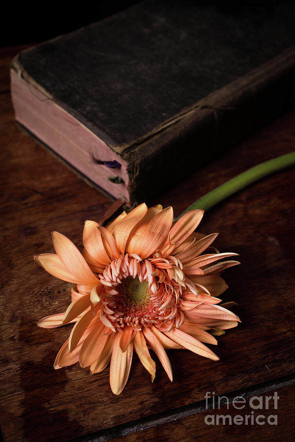 Still life with orange flower and old Bible Photograph by Edward Fielding