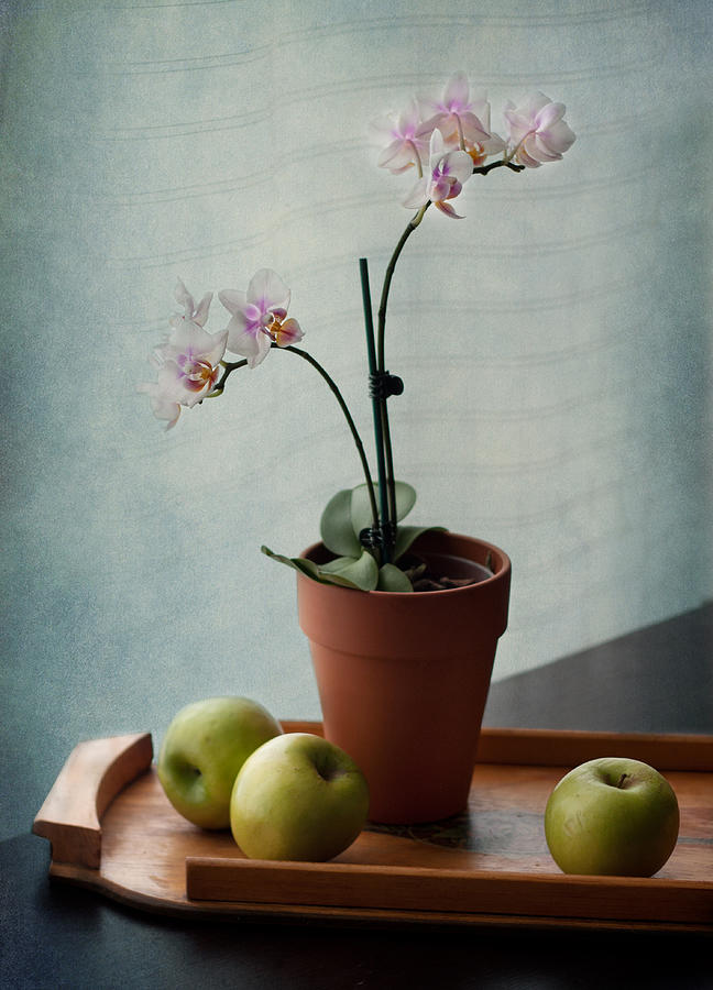 Still Life with Orchids and Green Apples Photograph by Maggie Terlecki