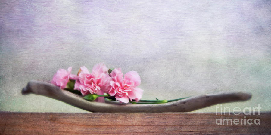 Still Life With Pink Carnations And Driftwood Photograph by Priska Wettstein