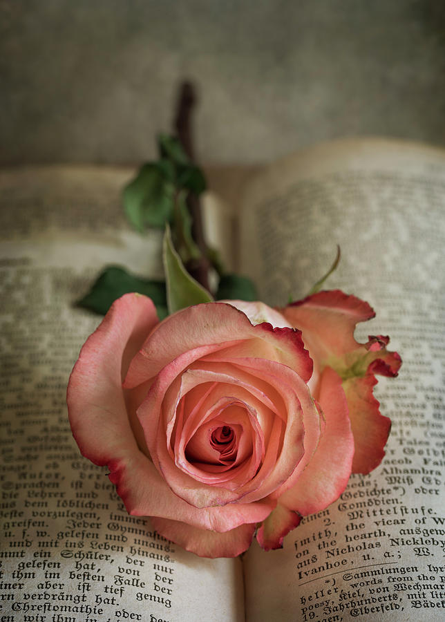 Still life with pink rose and old open book Photograph by Jaroslaw Blaminsky