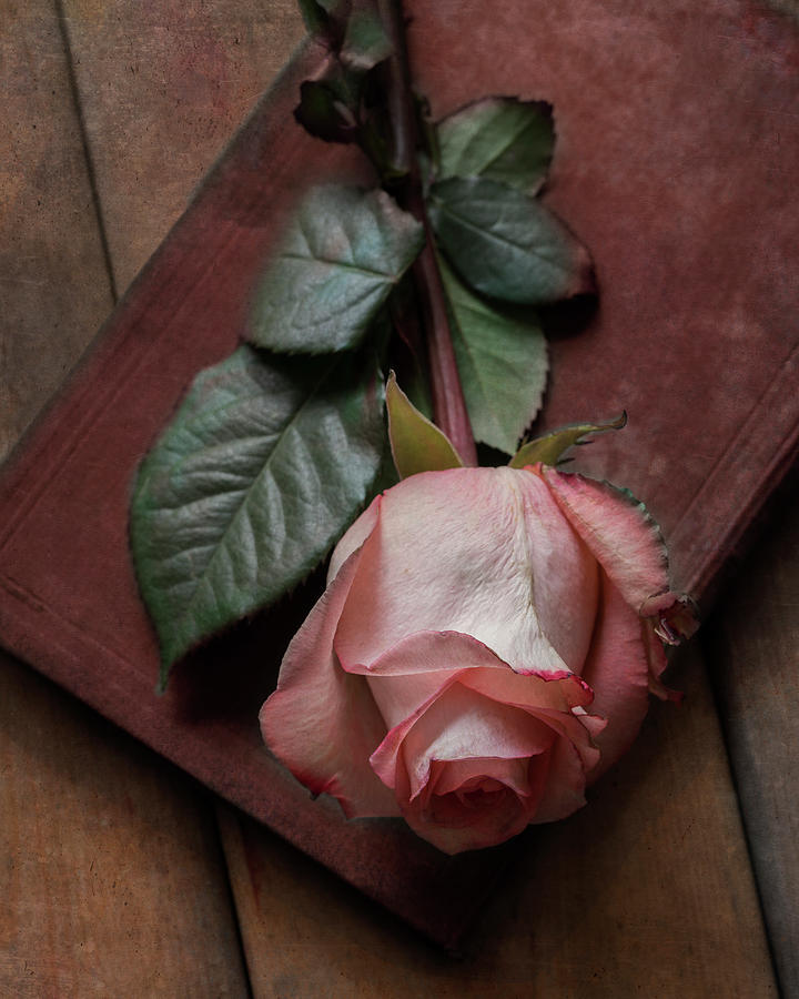 Still life with pink rose and old red book Photograph by Jaroslaw Blaminsky