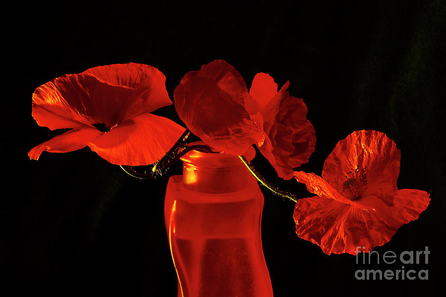 STILL LIFE with POPPIES in RED VASE.  Photograph by Alexander Vinogradov