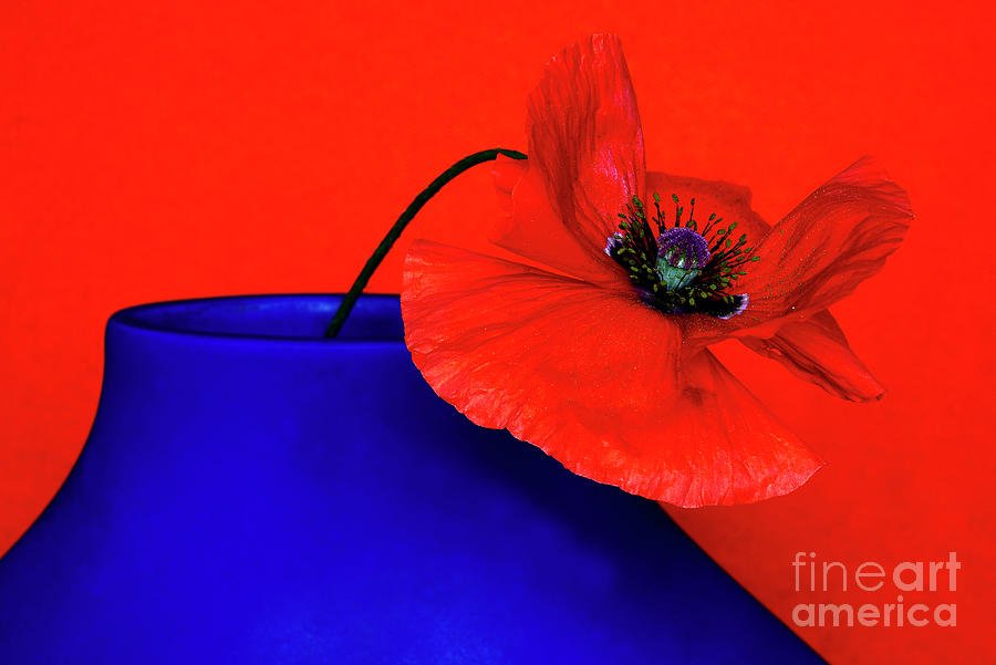 Still Life With Poppy In Blue Vase. Photograph