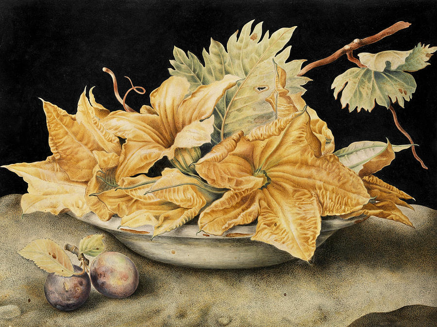 Giovanna Garzoni Drawing - Still life with pumpkin flowers and vine leaves by Giovanna Garzoni