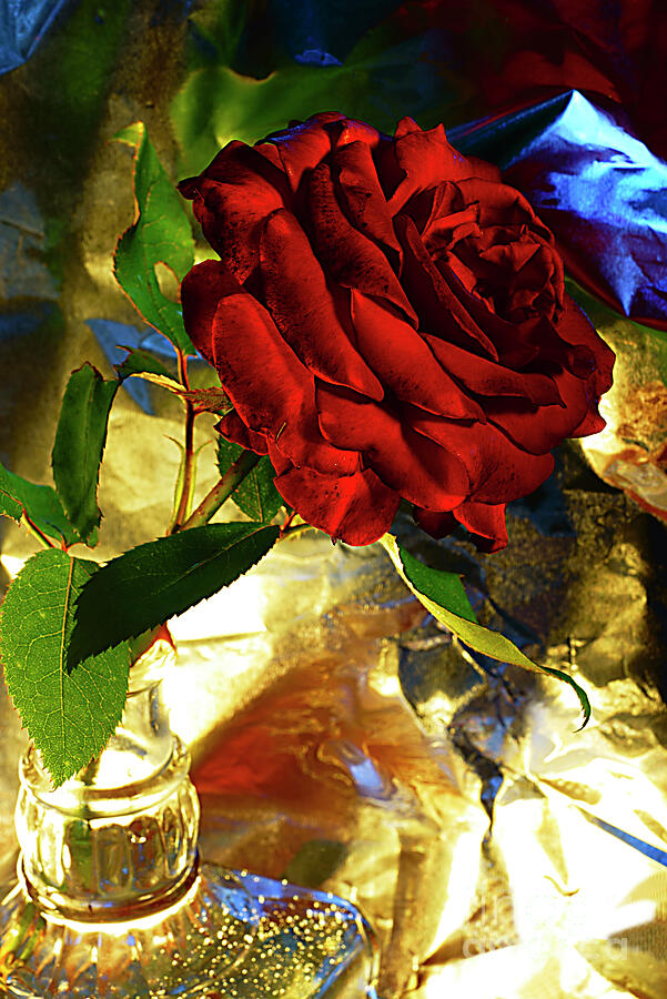 Still Life With Red Rose. Photograph