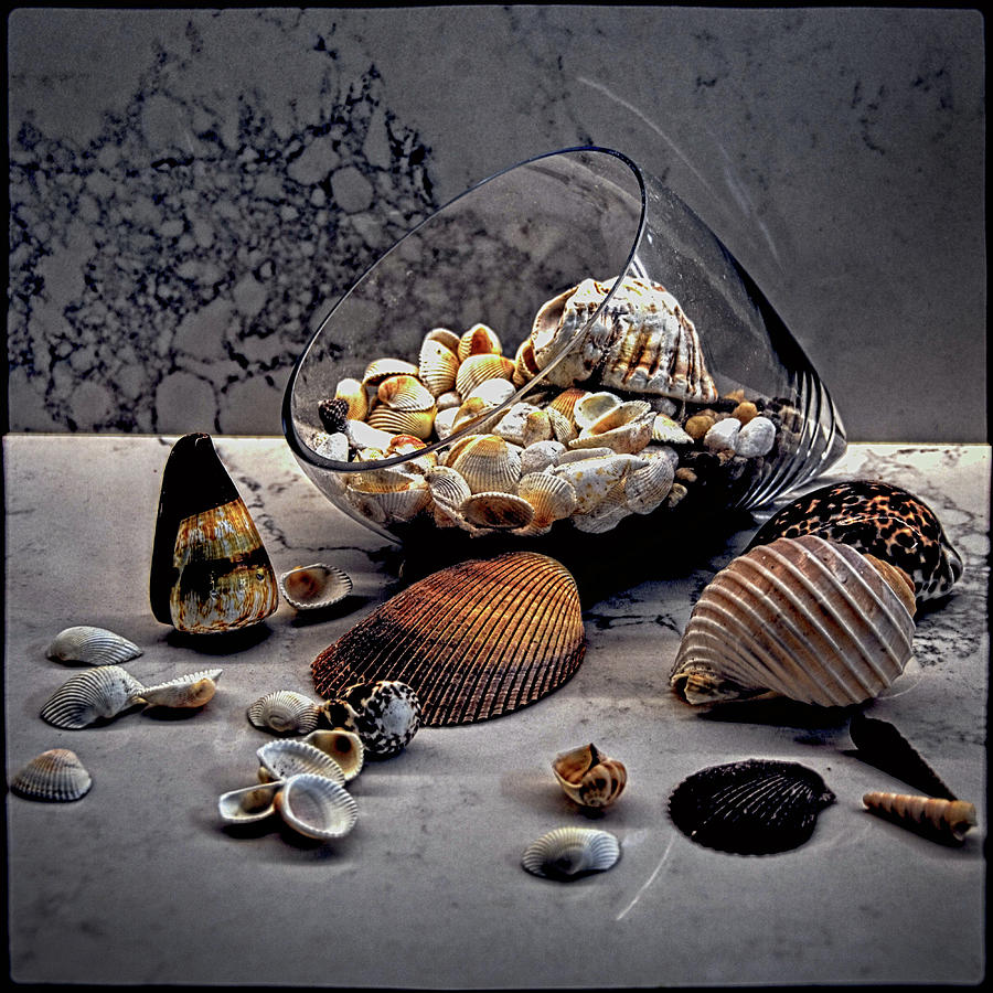 Still life with shells Photograph by Andrei SKY