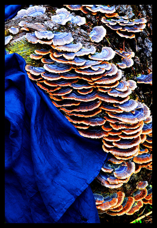 Natural World Photograph - Still Life With Silk and Bracket Fungi by Susanne Still Natural World Photograph - Still Life With Silk and Bracket Fungi by Susanne Still