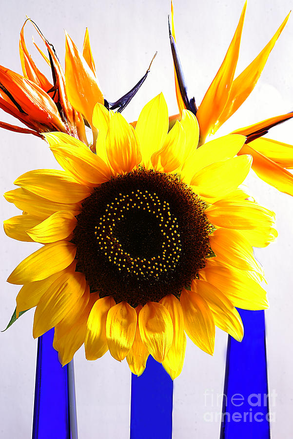 Still Life With Sunflower And Bird Of Paradise Flowers. Photograph