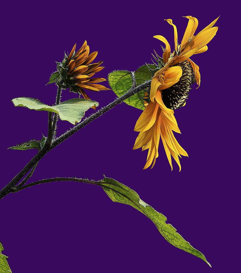 Still life with Sunflowers Photograph by Viktor Savchenko