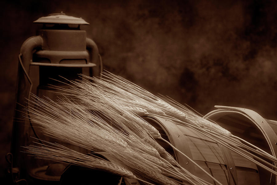 Still Life with Wheat I Photograph by Tom Mc Nemar