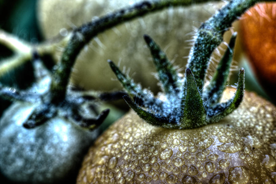 Still on the Vine Photograph by Joseph Skalny Still on the Vine Photograph by Joseph Skalny