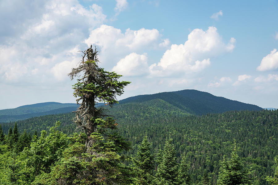 Still Standing - One Mighty Pine Tree in the Mountains Photograph by Georgia Mizuleva