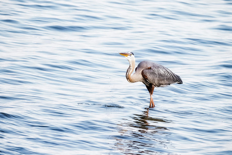 Great Blue Heron Photograph - Still Wading by Michael McStamp