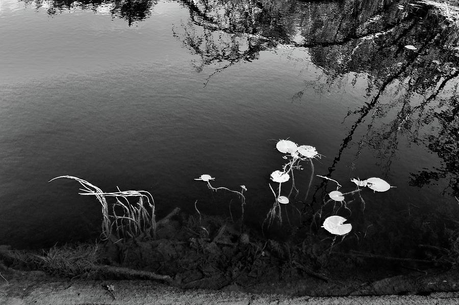 Still Water Reflection BW  Photograph by Lyle Crump