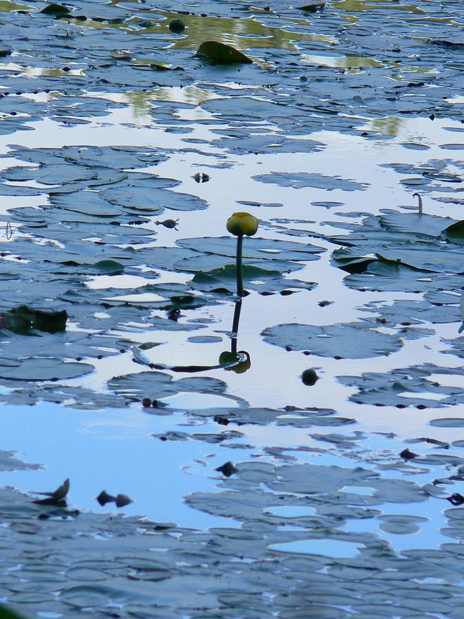 Still Waters by Natalie LaRocque Still Waters by Natalie LaRocque