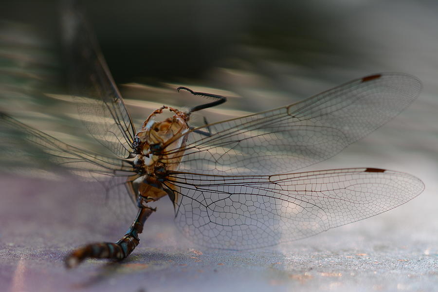 Macro Photograph - Still wings by Paulina Roybal Macro Photograph - Still wings by Paulina Roybal