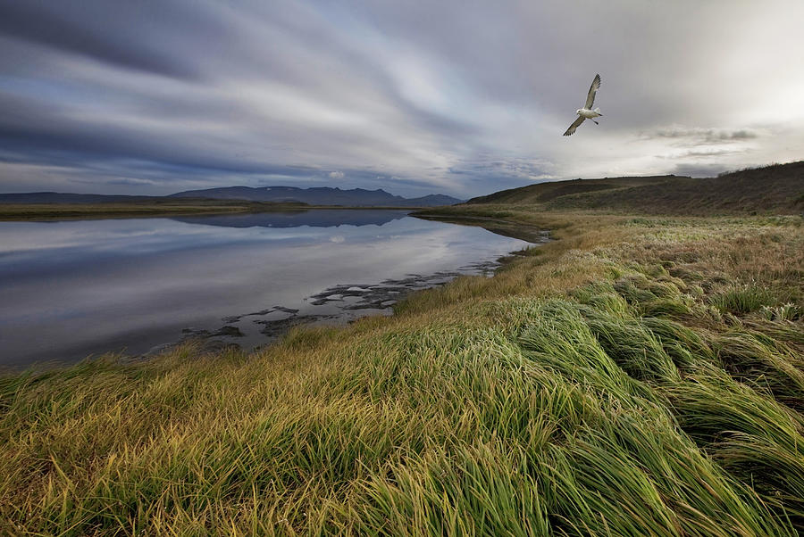 Seagull Photograph - Stillness by Bragi Ingibergsson -