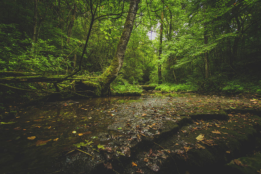 Stillness In The Creek Photograph by Shane Holsclaw