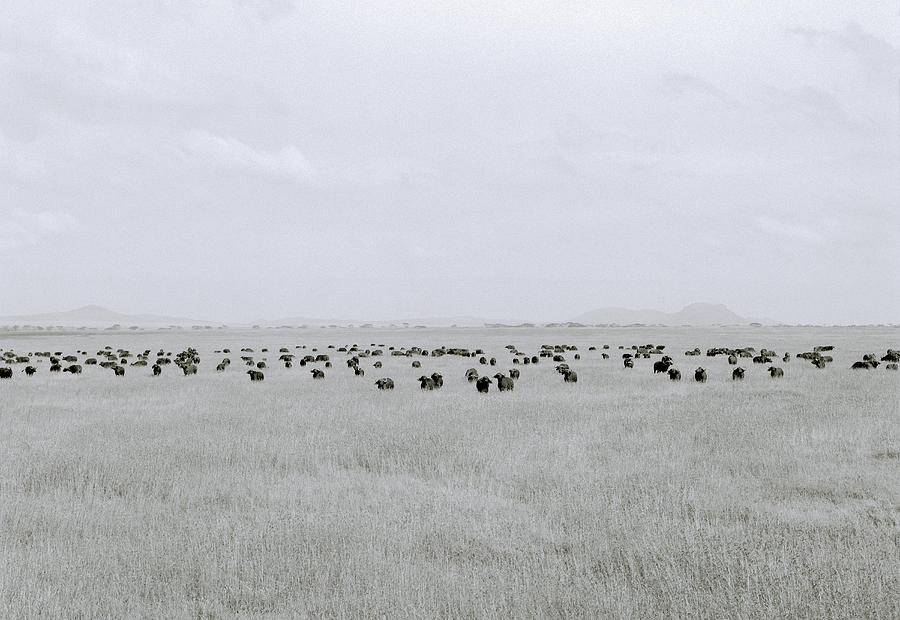 Stillness Of The Serengeti Photograph by Shaun Higson