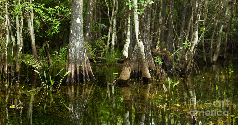 Tree Photograph - Stillness of the Swamp by Matt Tilghman