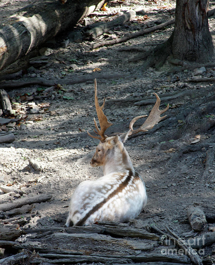 Deer Photograph - Stillness by Steven Digman Deer Photograph - Stillness by Steven Digman