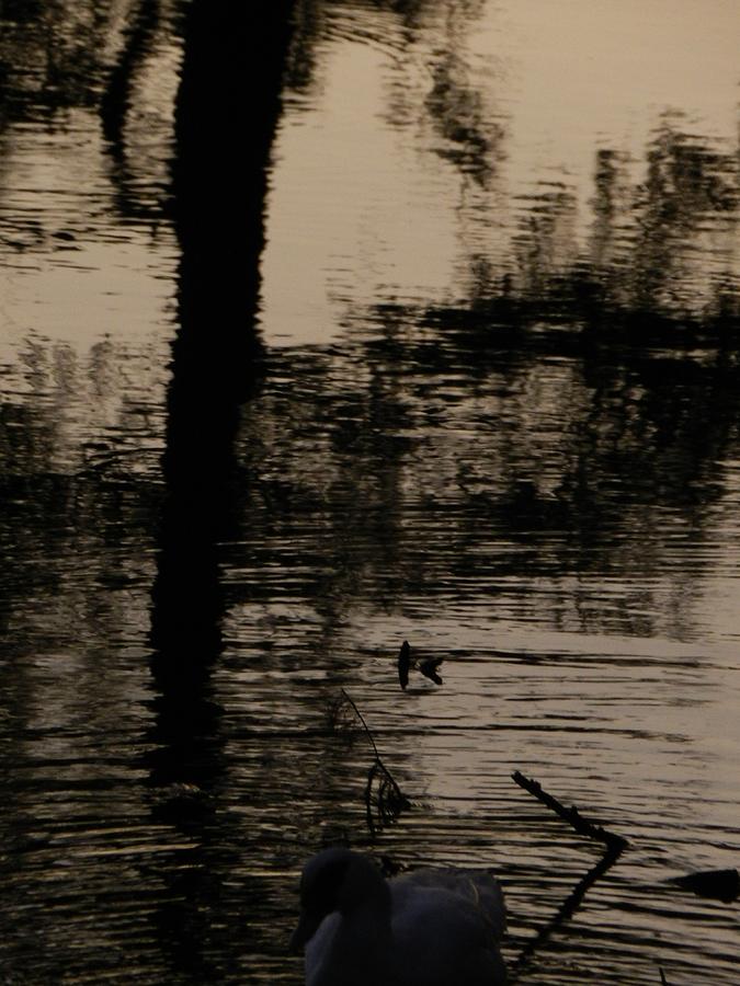 Lake Reflection Photograph - Stillwater reflections by Michael Zimmer