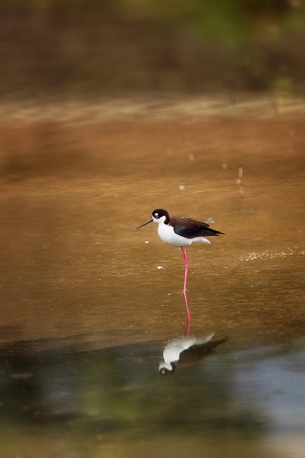 Stilt and Reflection Photograph by Susan Gary