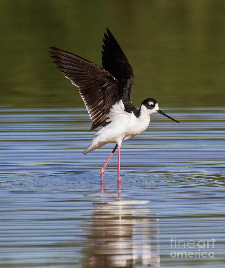 Stilt wing stretch Photograph by Ruth Jolly