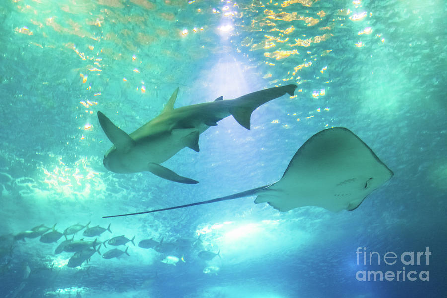 Sting Ray and Shark Photograph by Benny Marty