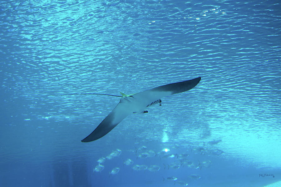 Sting Ray In Flight Photograph by Ken Figurski