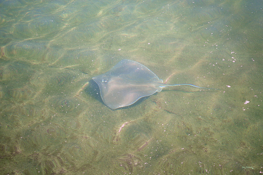 Sting Ray Photograph by Ken Figurski