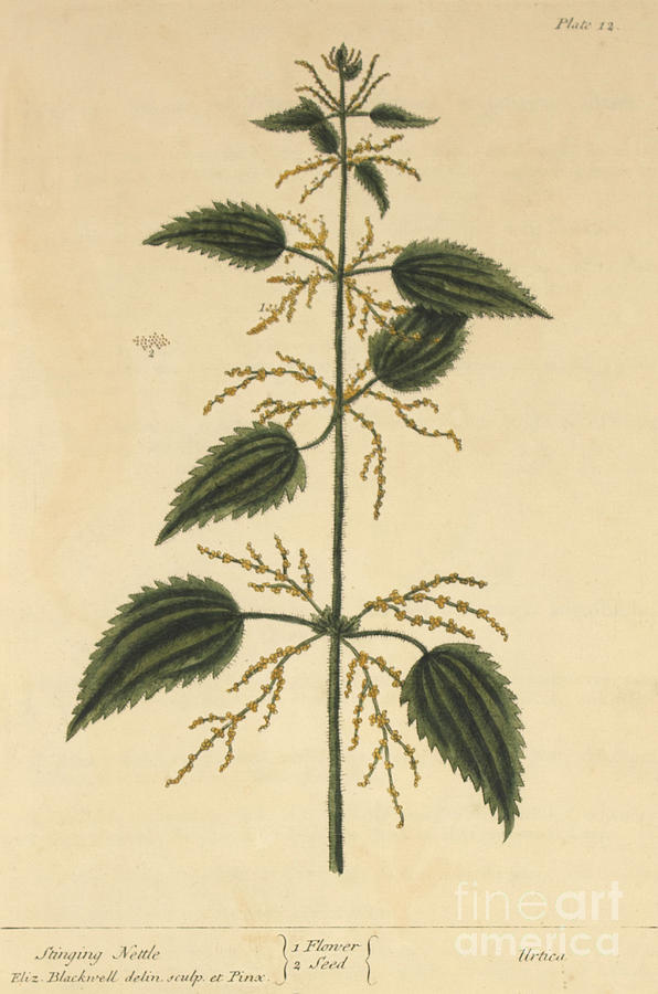 Stinging Nettle, Medicinal Plant, 1737 Photograph by Science Source