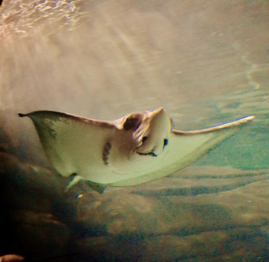 Stingray Photograph by Eileen Brymer