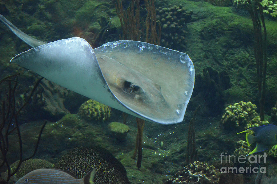 stingray underwater glider