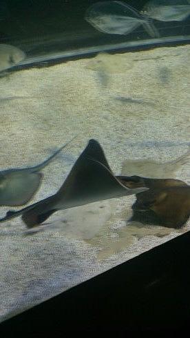 Stingrays In Action Photograph by Moshe Harboun