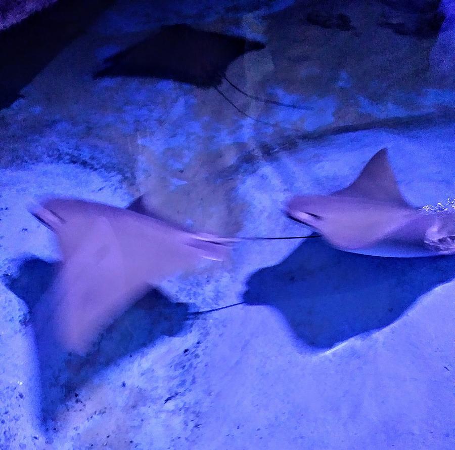 Stingrays Photograph by Suzanne Berthier Stingrays Photograph by Suzanne Berthier