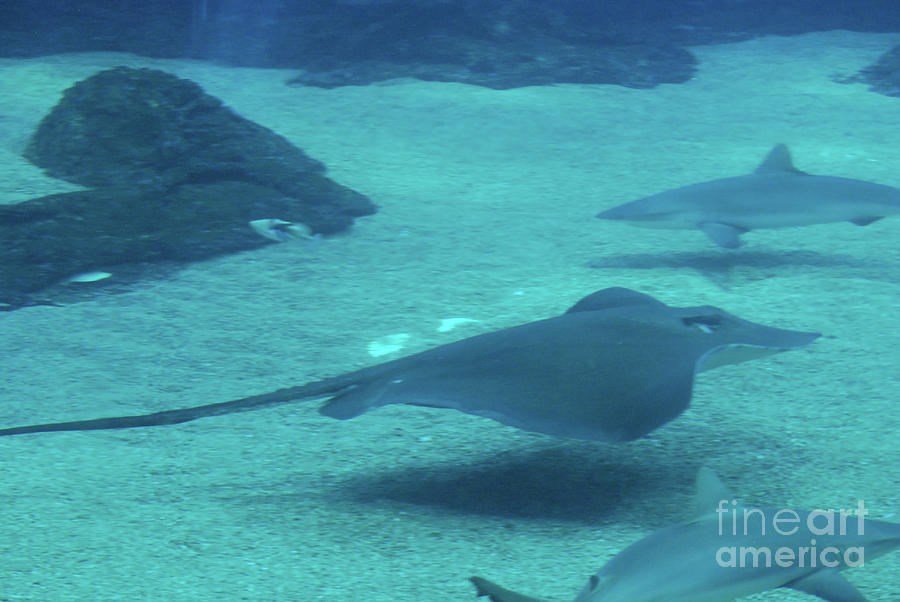 Stingrays Swimming With Sharks Along The Sandy Ocean Floor