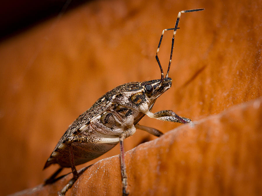 Stink Bug Photograph by Jean Noren