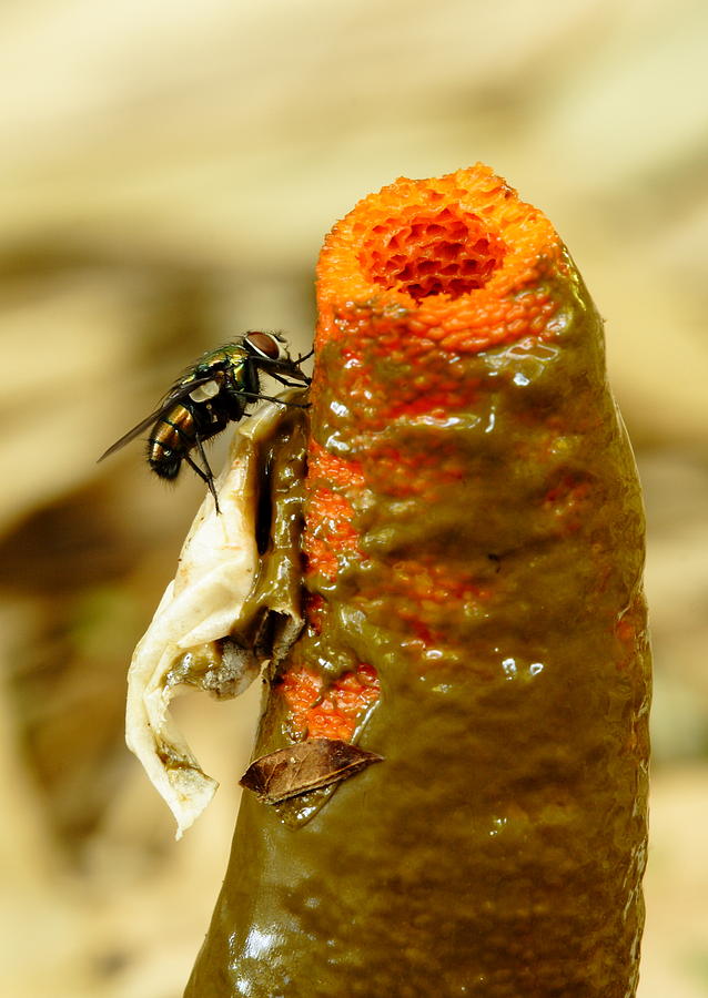 Tip Of Stinkhorn Mushroom With Fly Photograph by Daniel Reed