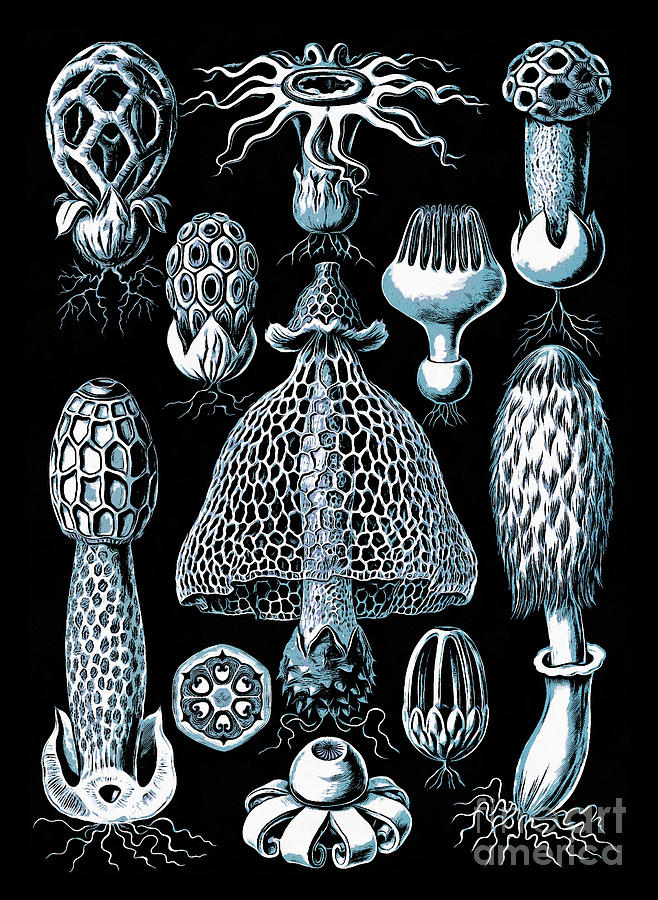 Stinkhorn Mushrooms Vintage Illustration Drawing by Edward Fielding