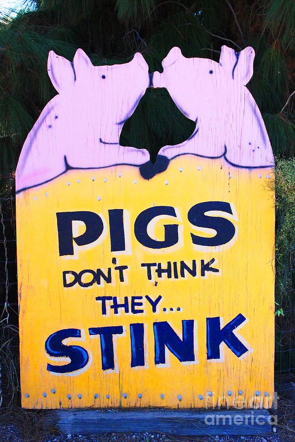 Pig Photograph - Stinky Pink Pigs by Natalie Ortiz