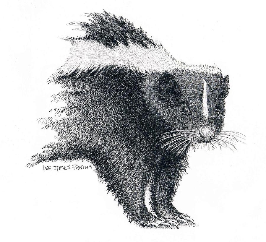 Stiped Skunk Drawing by Lee Pantas