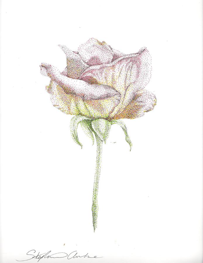 Stippling - Rose Drawing by Stephanie Arbore