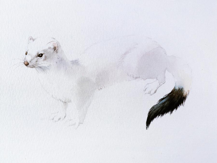 Stoat Watercolor Painting by Attila Meszlenyi