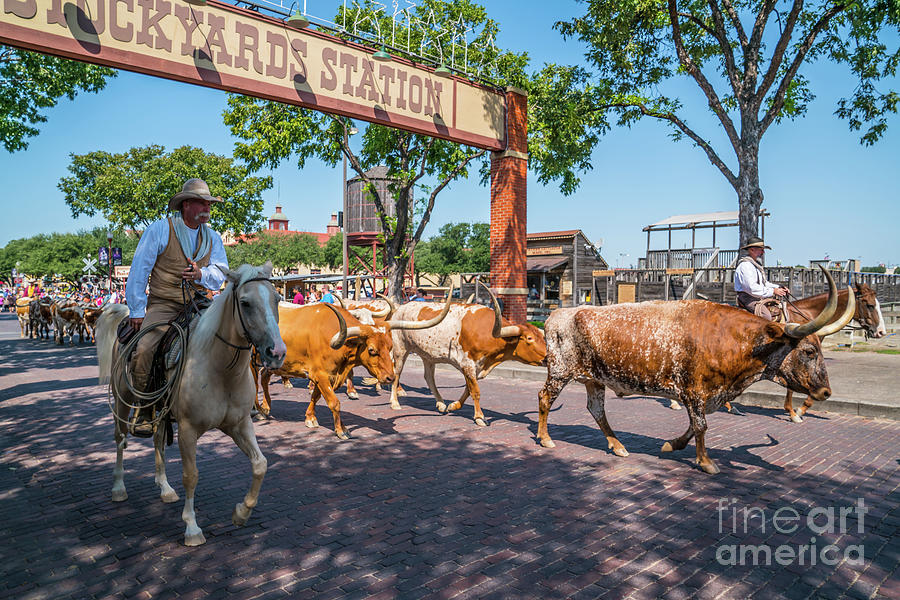 Stockyards Cattle Drive 2 Photograph by Bee Creek Photography - Tod and Cynthia