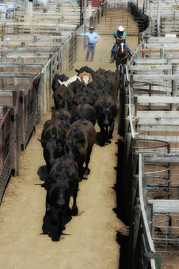 Stockyards Cowboy Photograph by Micah Offman