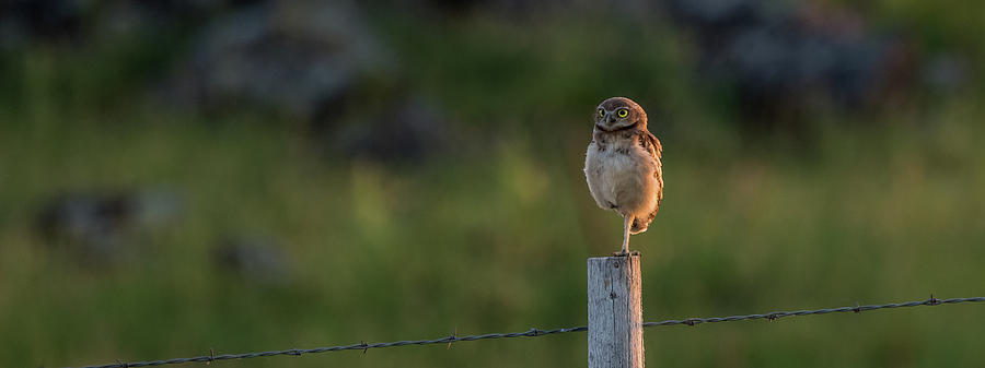 Stoic Burrowing Owl Photograph by Yeates Photography