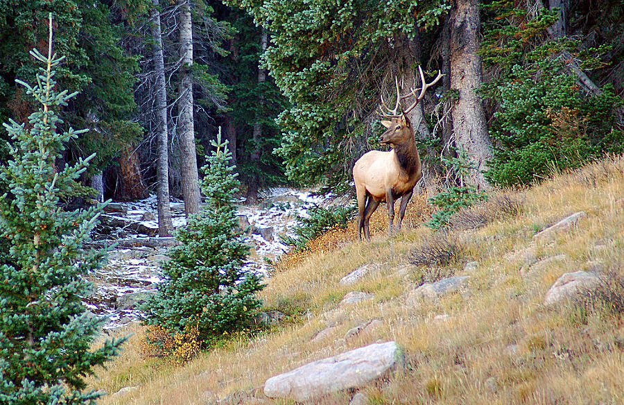 Stoic Elk Photograph by Kevin Munro